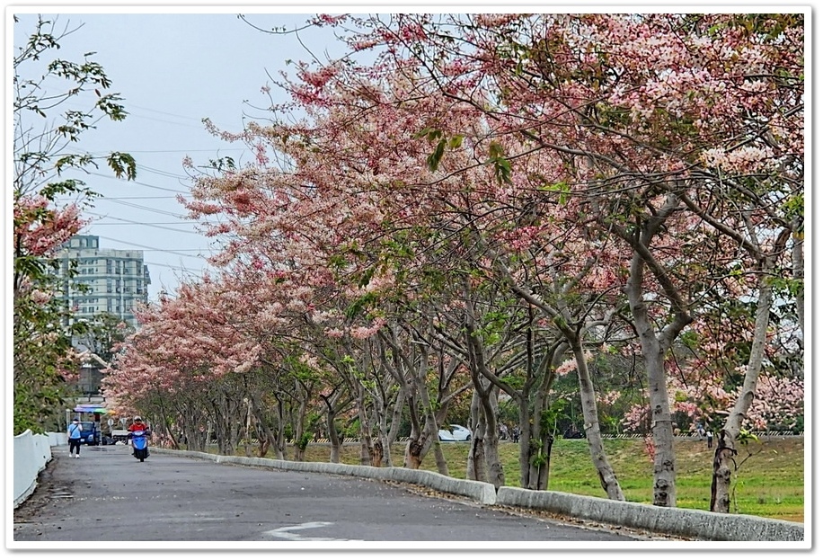 台南市《仁德滯洪池》2024花旗木盛開好浪漫‧吸引遊客爭相來