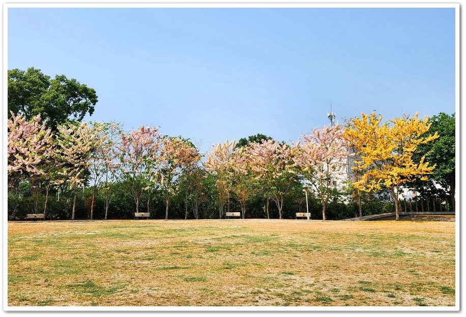 彰化二水《水之心運動公園》崇德寶塔花旗木被譽為『彰化版天元宮