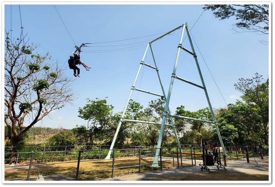 嘉義太保市《咩咩上樹萌寵樂園》森林高空冒險與餵食超萌療癒小羊