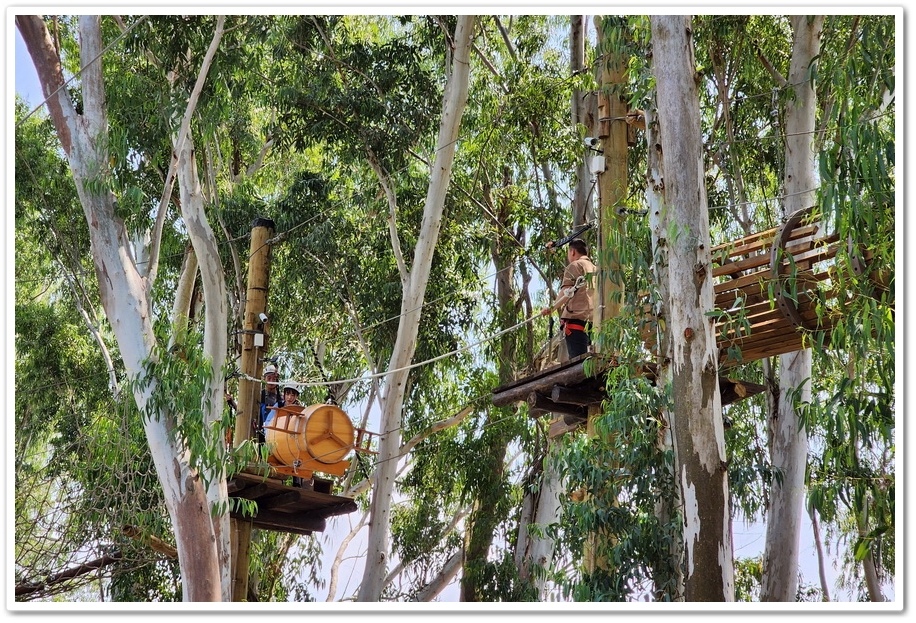 嘉義太保市《咩咩上樹萌寵樂園》森林高空冒險與餵食超萌療癒小羊