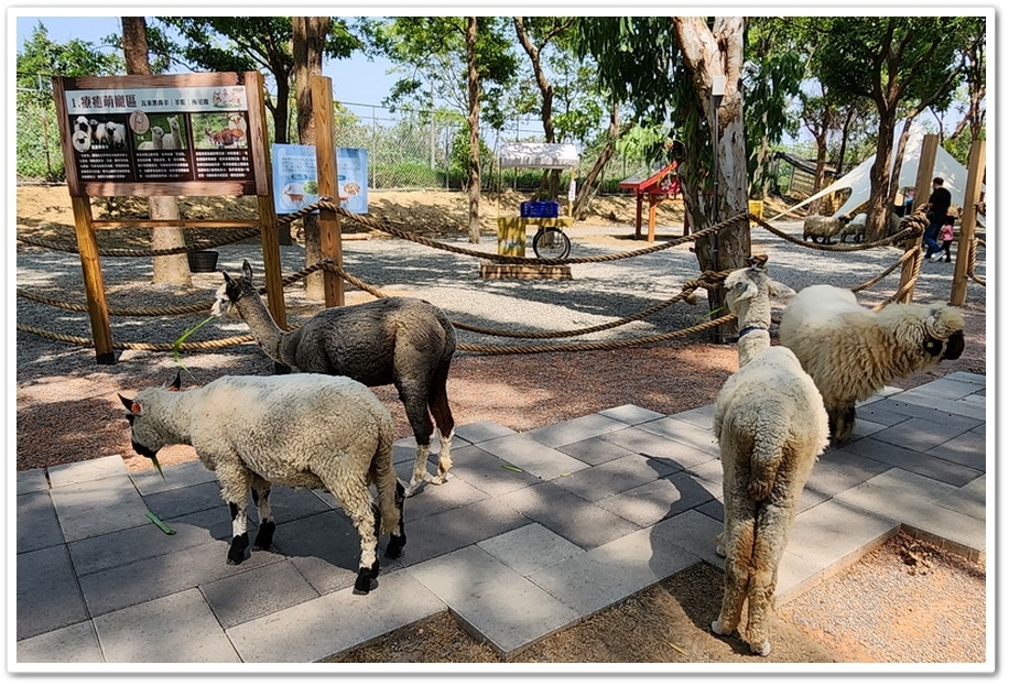 嘉義太保市《咩咩上樹萌寵樂園》森林高空冒險與餵食超萌療癒小羊