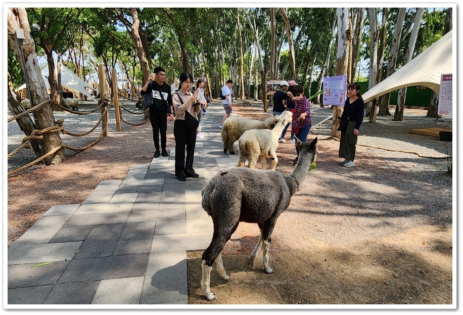 嘉義太保市《咩咩上樹萌寵樂園》森林高空冒險與餵食超萌療癒小羊