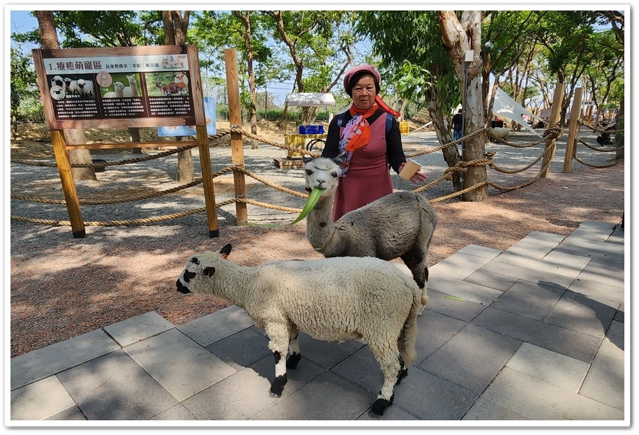 嘉義太保市《咩咩上樹萌寵樂園》森林高空冒險與餵食超萌療癒小羊