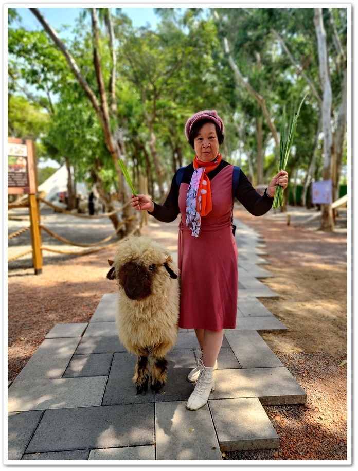 嘉義太保市《咩咩上樹萌寵樂園》森林高空冒險與餵食超萌療癒小羊