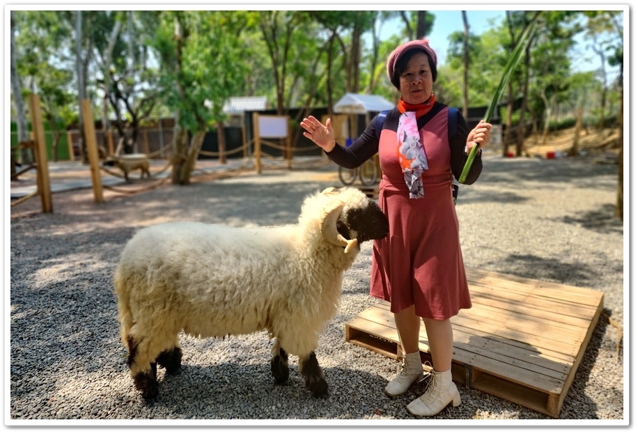 嘉義太保市《咩咩上樹萌寵樂園》森林高空冒險與餵食超萌療癒小羊