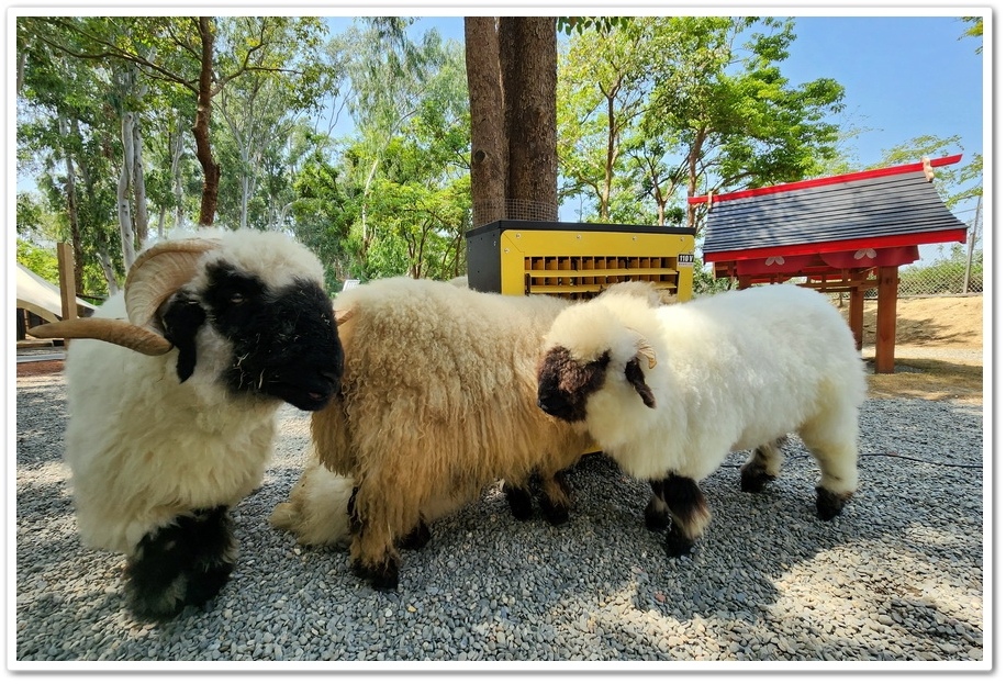 嘉義太保市《咩咩上樹萌寵樂園》森林高空冒險與餵食超萌療癒小羊