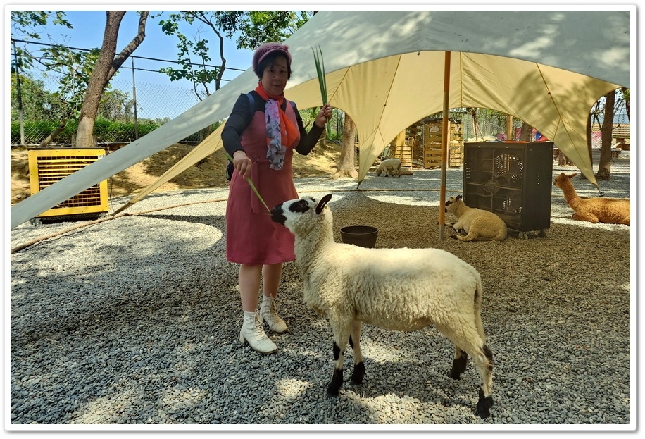 嘉義太保市《咩咩上樹萌寵樂園》森林高空冒險與餵食超萌療癒小羊