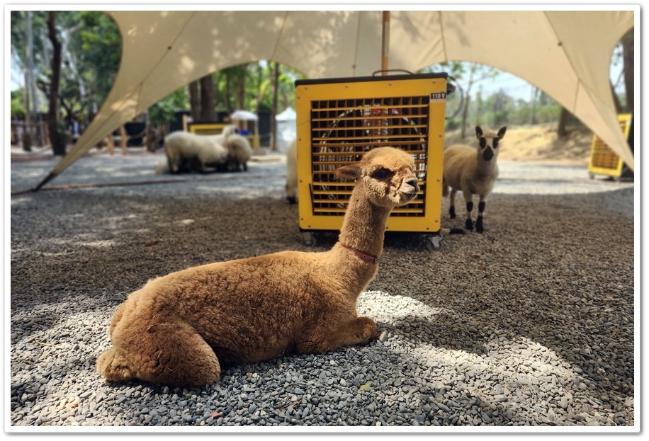 嘉義太保市《咩咩上樹萌寵樂園》森林高空冒險與餵食超萌療癒小羊