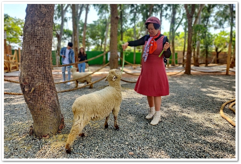 嘉義太保市《咩咩上樹萌寵樂園》森林高空冒險與餵食超萌療癒小羊