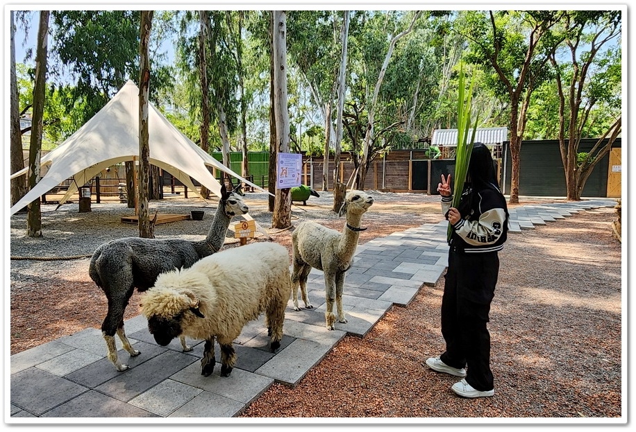 嘉義太保市《咩咩上樹萌寵樂園》森林高空冒險與餵食超萌療癒小羊