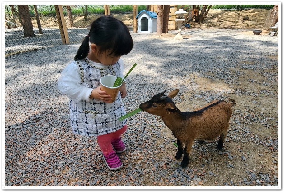 嘉義太保市《咩咩上樹萌寵樂園》森林高空冒險與餵食超萌療癒小羊