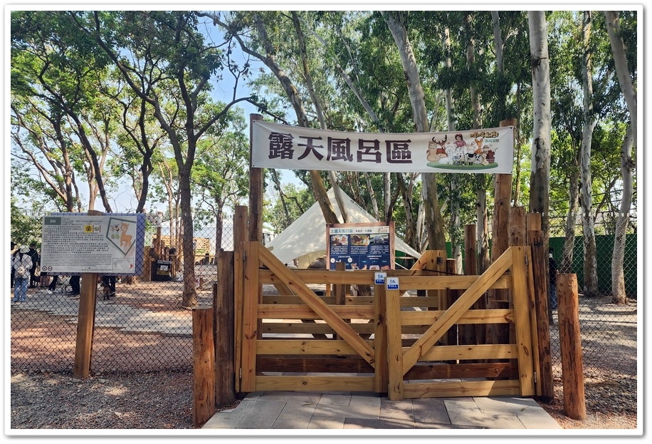 嘉義太保市《咩咩上樹萌寵樂園》森林高空冒險與餵食超萌療癒小羊