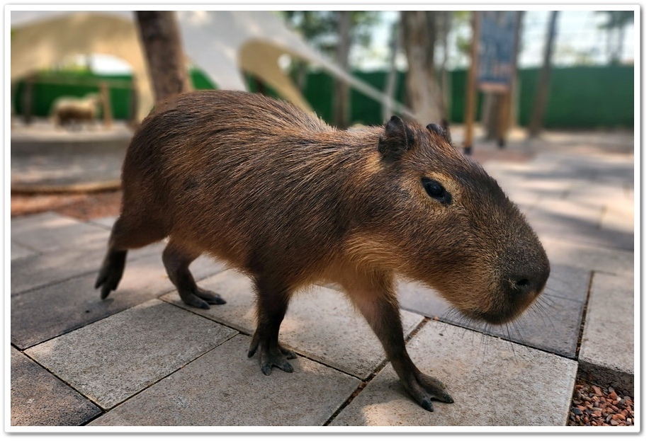 嘉義太保市《咩咩上樹萌寵樂園》森林高空冒險與餵食超萌療癒小羊