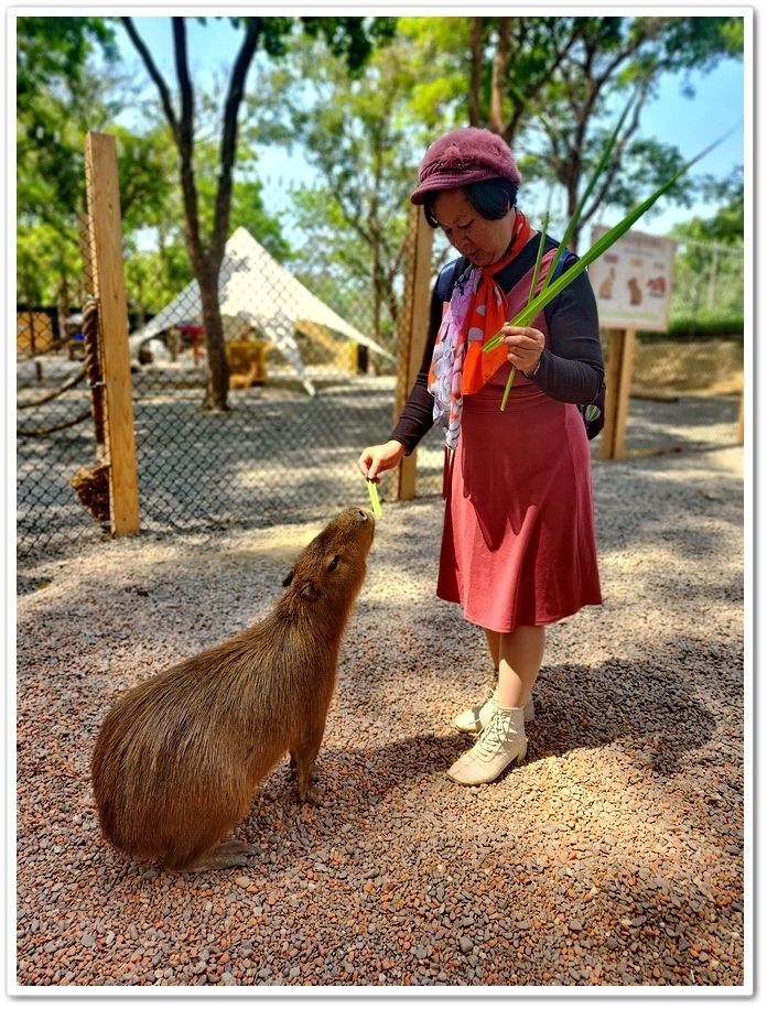 嘉義太保市《咩咩上樹萌寵樂園》森林高空冒險與餵食超萌療癒小羊