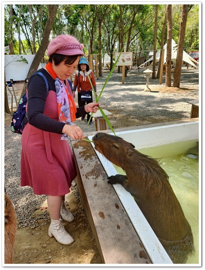 嘉義太保市《咩咩上樹萌寵樂園》森林高空冒險與餵食超萌療癒小羊