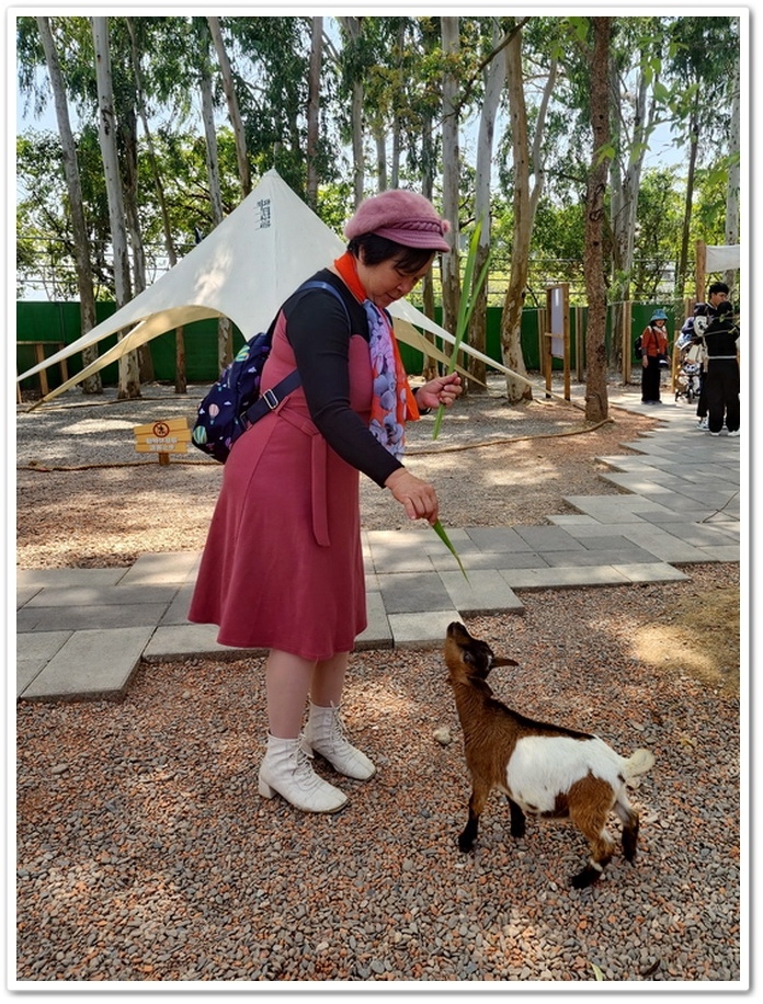 嘉義太保市《咩咩上樹萌寵樂園》森林高空冒險與餵食超萌療癒小羊