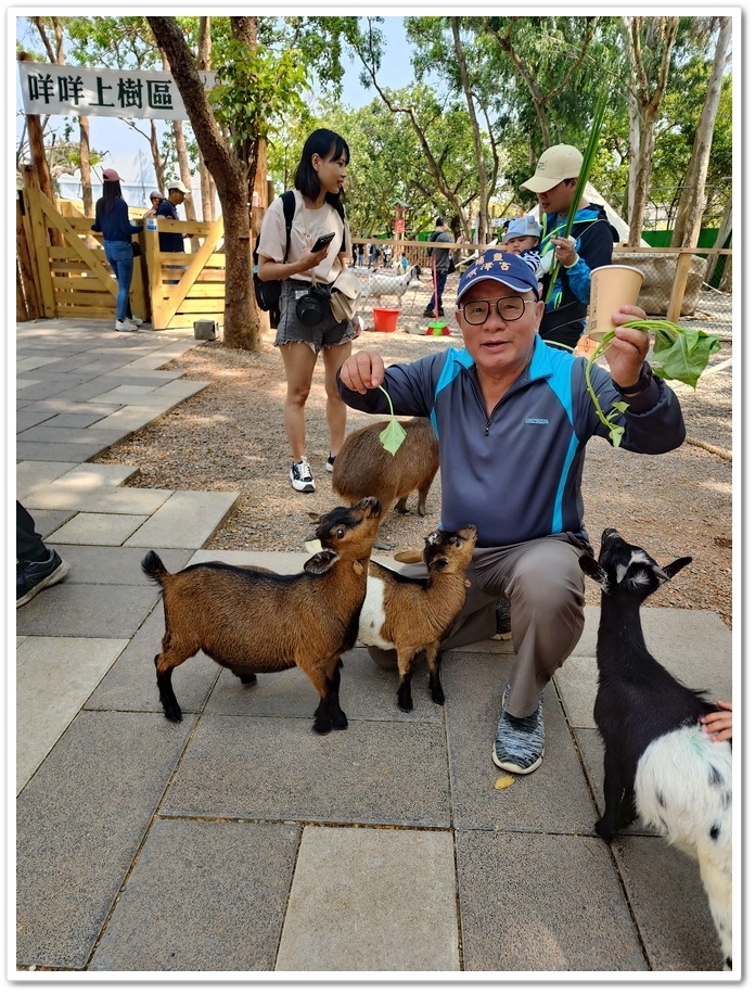 嘉義太保市《咩咩上樹萌寵樂園》森林高空冒險與餵食超萌療癒小羊