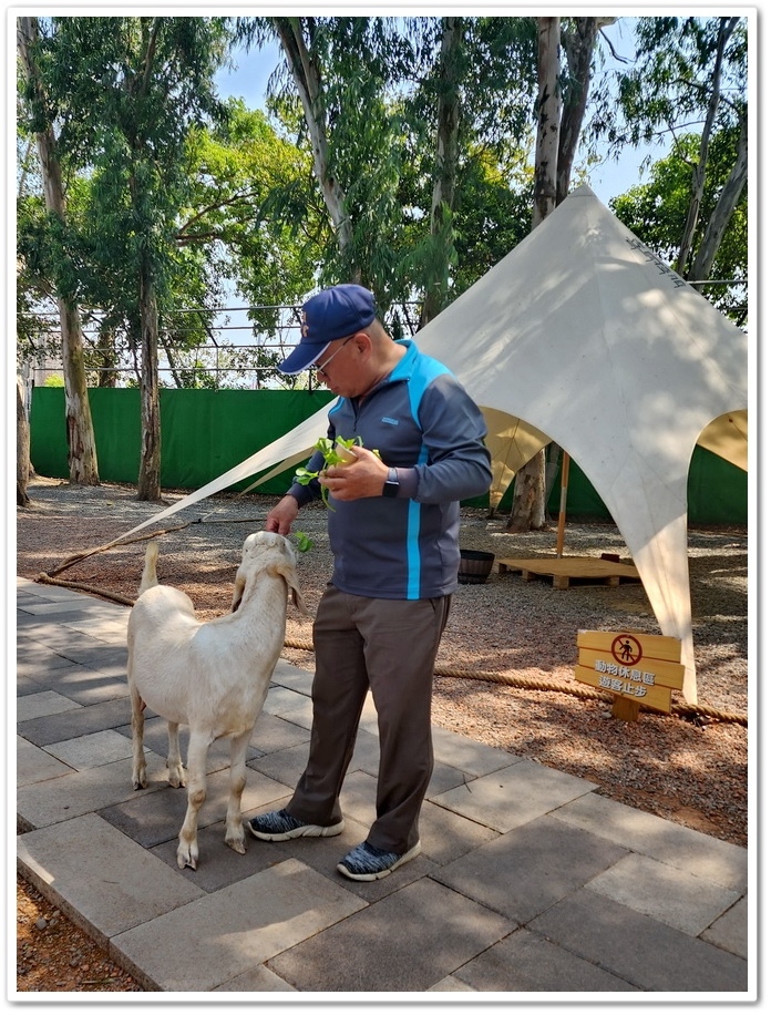 嘉義太保市《咩咩上樹萌寵樂園》森林高空冒險與餵食超萌療癒小羊