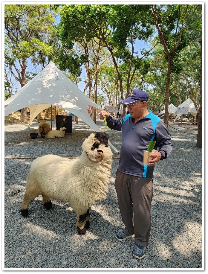 嘉義太保市《咩咩上樹萌寵樂園》森林高空冒險與餵食超萌療癒小羊