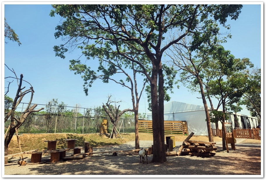 嘉義太保市《咩咩上樹萌寵樂園》森林高空冒險與餵食超萌療癒小羊