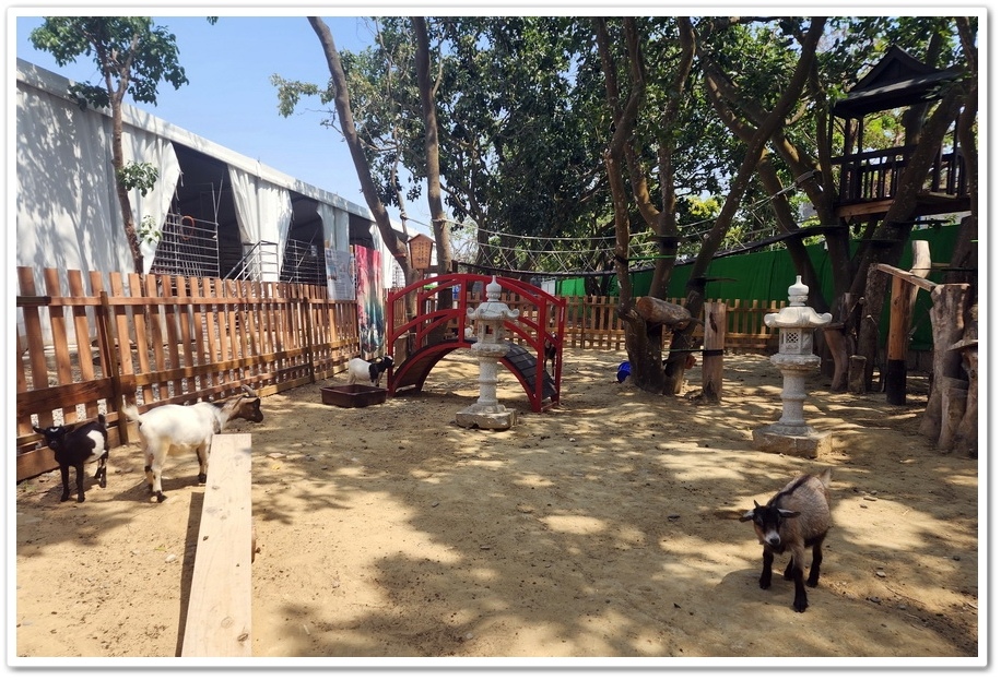 嘉義太保市《咩咩上樹萌寵樂園》森林高空冒險與餵食超萌療癒小羊