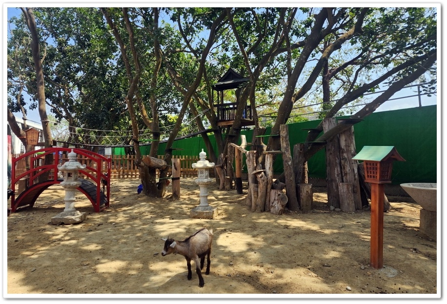 嘉義太保市《咩咩上樹萌寵樂園》森林高空冒險與餵食超萌療癒小羊