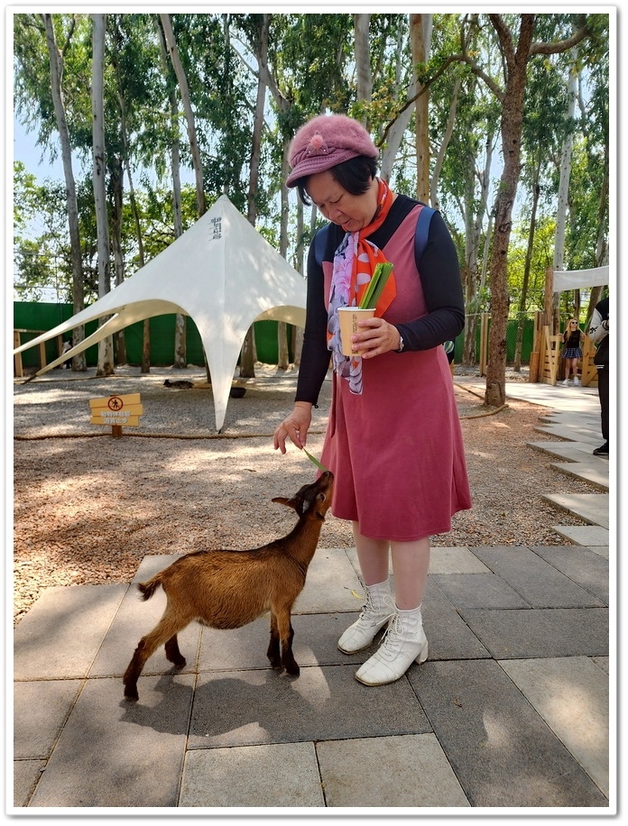 嘉義太保市《咩咩上樹萌寵樂園》森林高空冒險與餵食超萌療癒小羊