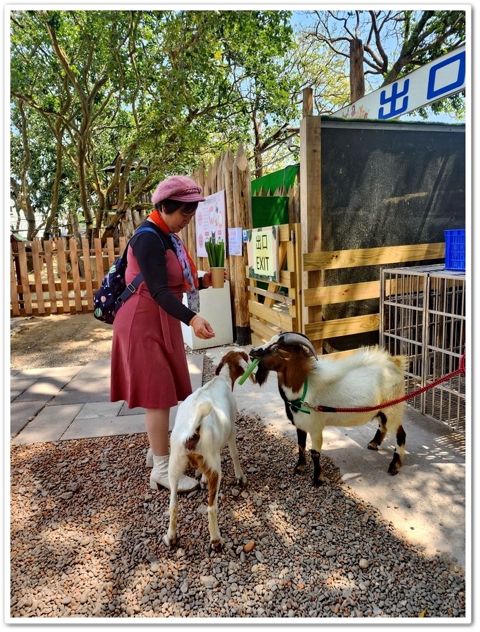 嘉義太保市《咩咩上樹萌寵樂園》森林高空冒險與餵食超萌療癒小羊