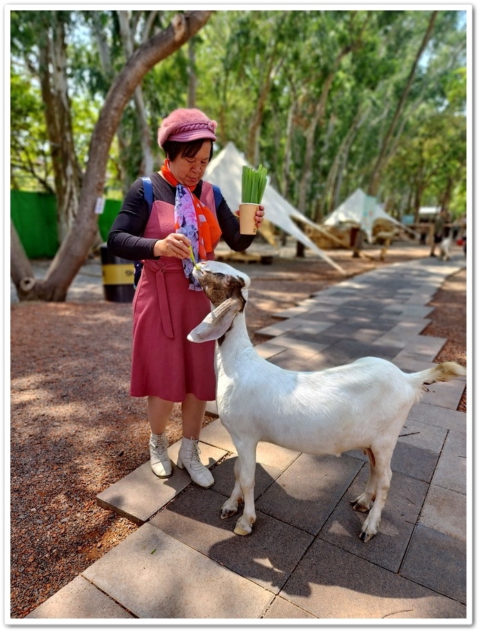 嘉義太保市《咩咩上樹萌寵樂園》森林高空冒險與餵食超萌療癒小羊