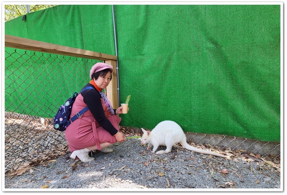 嘉義太保市《咩咩上樹萌寵樂園》森林高空冒險與餵食超萌療癒小羊