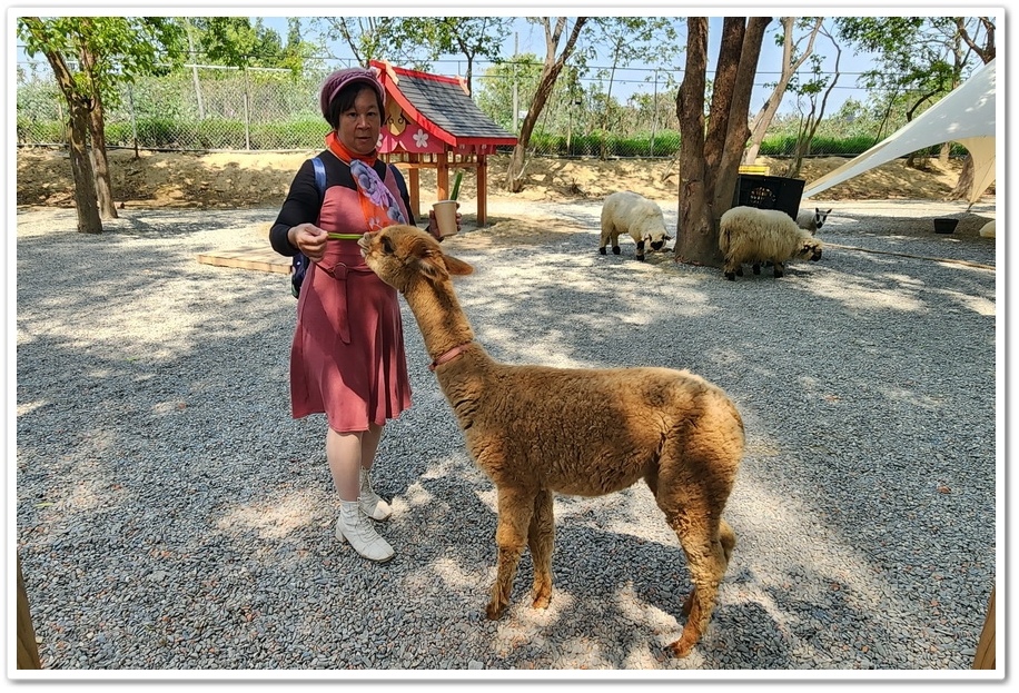 嘉義太保市《咩咩上樹萌寵樂園》森林高空冒險與餵食超萌療癒小羊