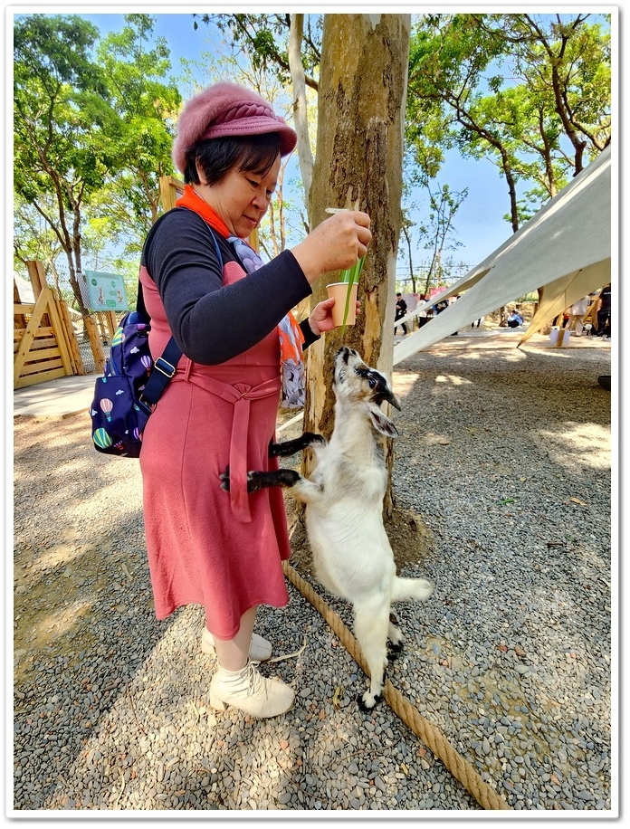 嘉義太保市《咩咩上樹萌寵樂園》森林高空冒險與餵食超萌療癒小羊