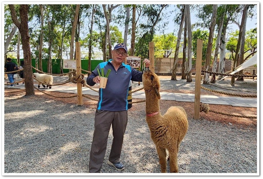 嘉義太保市《咩咩上樹萌寵樂園》森林高空冒險與餵食超萌療癒小羊