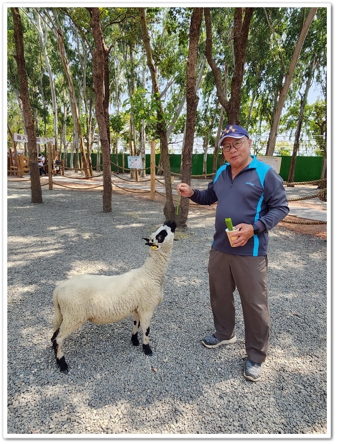 嘉義太保市《咩咩上樹萌寵樂園》森林高空冒險與餵食超萌療癒小羊