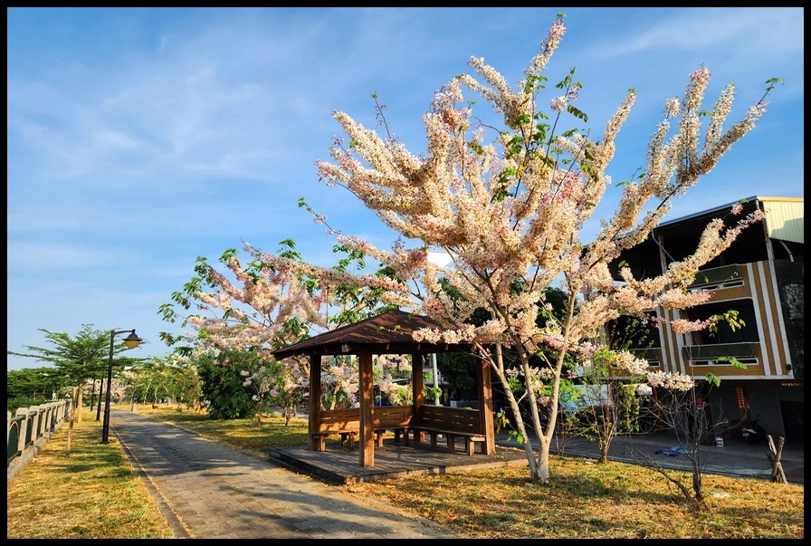 雲林縣斗六市梅林溪畔花旗木