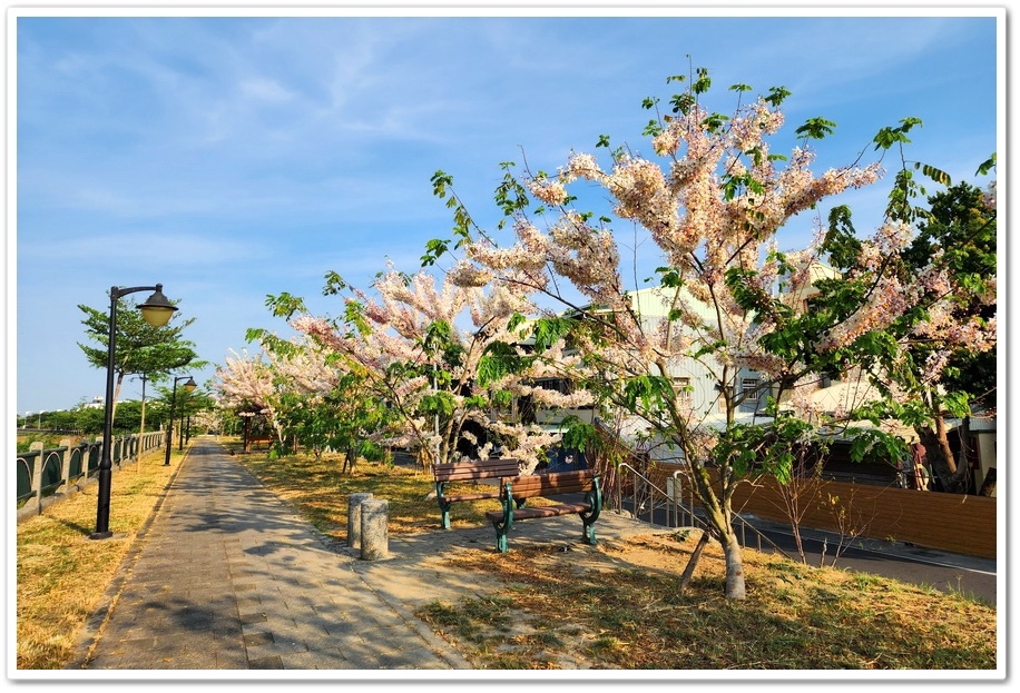 雲林縣斗六市梅林溪畔花旗木