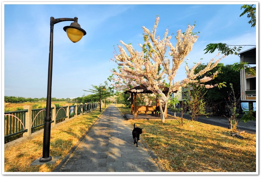 雲林縣斗六市梅林溪畔花旗木