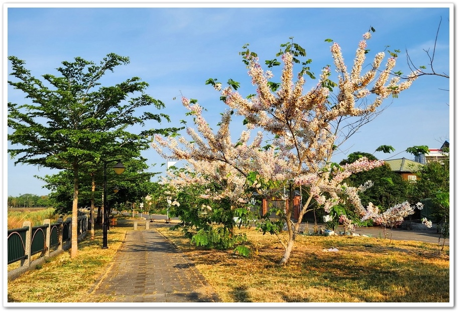 雲林縣斗六市梅林溪畔花旗木