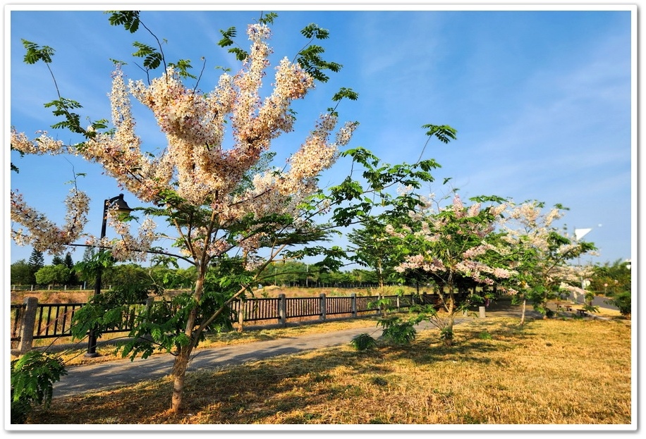 雲林縣斗六市梅林溪畔花旗木