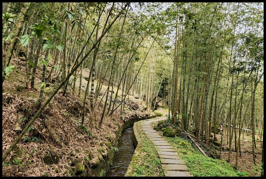 南投縣鹿谷鄉小半天【長源圳生態步道、孟宗竹林古戰場】竹林漫步