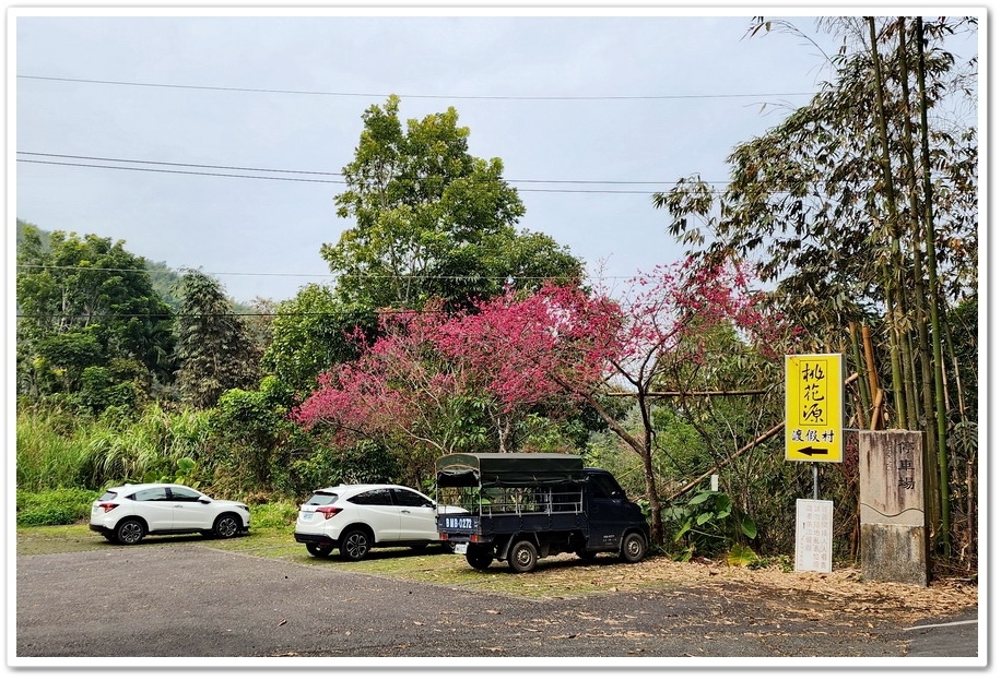 南投縣鹿谷鄉小半天【長源圳生態步道、孟宗竹林古戰場】竹林漫步
