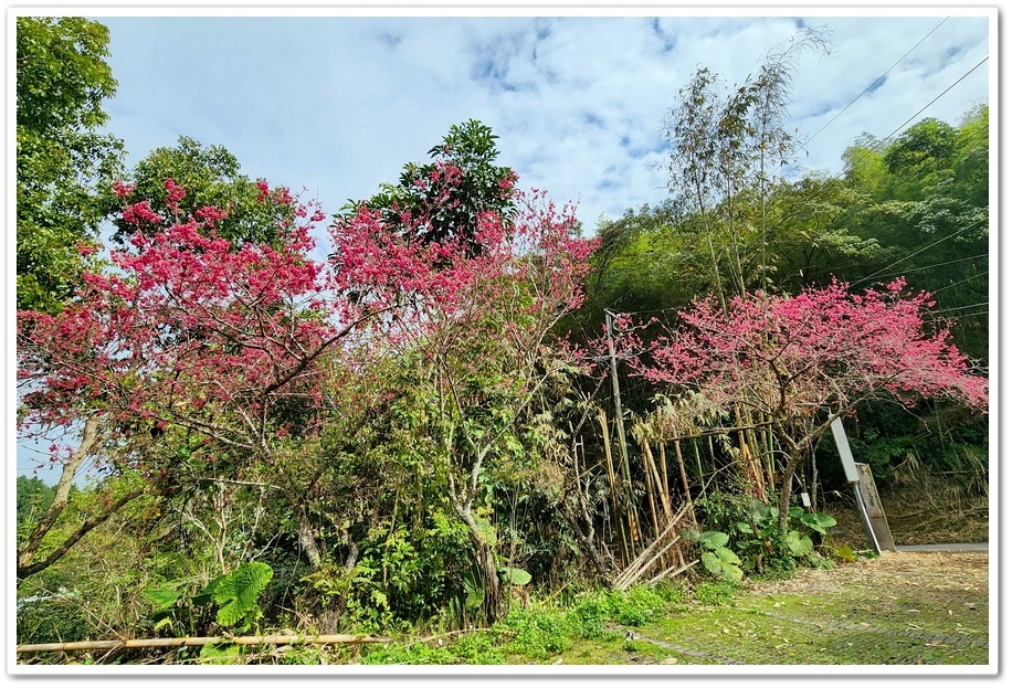 南投縣鹿谷鄉小半天【長源圳生態步道、孟宗竹林古戰場】竹林漫步