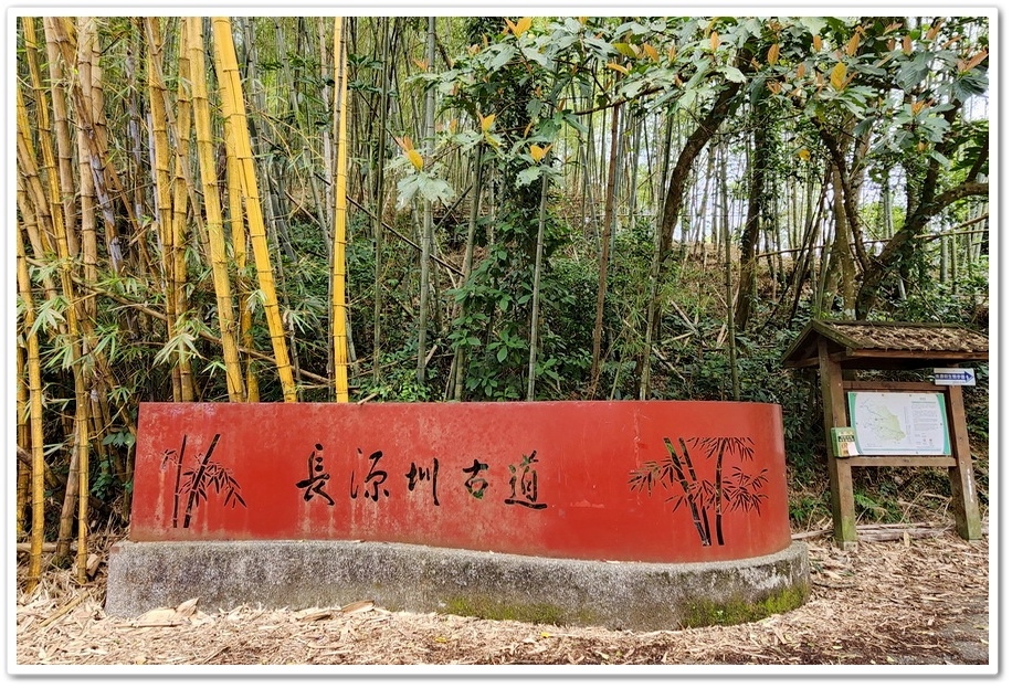南投縣鹿谷鄉小半天【長源圳生態步道、孟宗竹林古戰場】竹林漫步