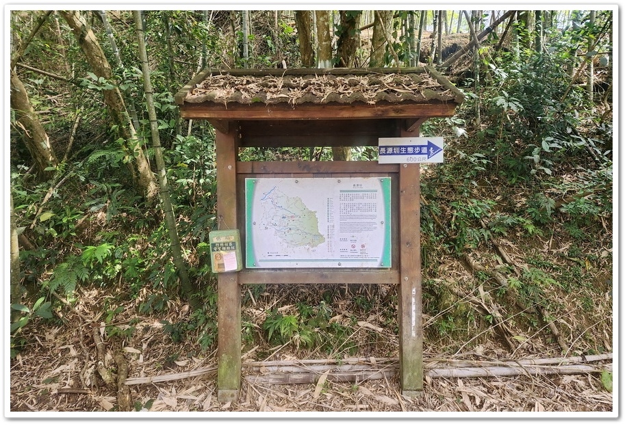 南投縣鹿谷鄉小半天【長源圳生態步道、孟宗竹林古戰場】竹林漫步