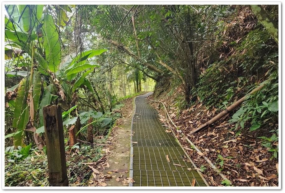 南投縣鹿谷鄉小半天【長源圳生態步道、孟宗竹林古戰場】竹林漫步