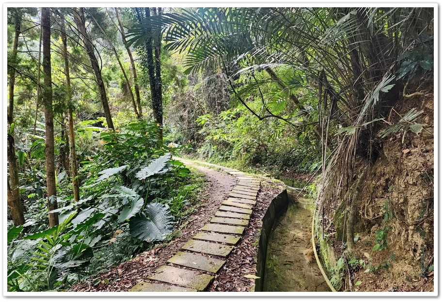 南投縣鹿谷鄉小半天【長源圳生態步道、孟宗竹林古戰場】竹林漫步