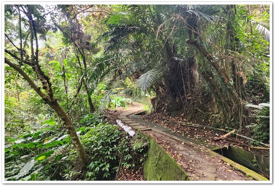 南投縣鹿谷鄉小半天【長源圳生態步道、孟宗竹林古戰場】竹林漫步