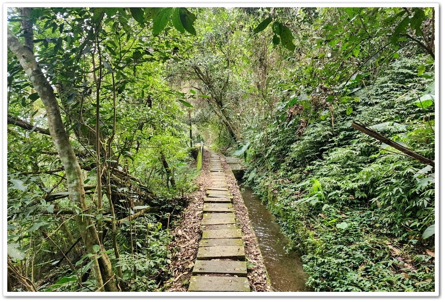 南投縣鹿谷鄉小半天【長源圳生態步道、孟宗竹林古戰場】竹林漫步