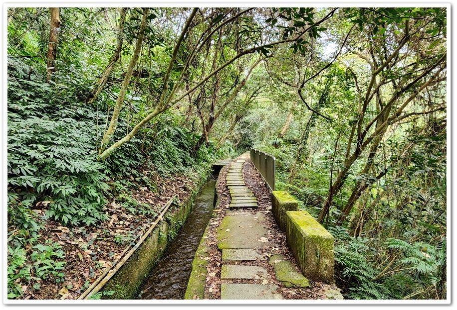 南投縣鹿谷鄉小半天【長源圳生態步道、孟宗竹林古戰場】竹林漫步