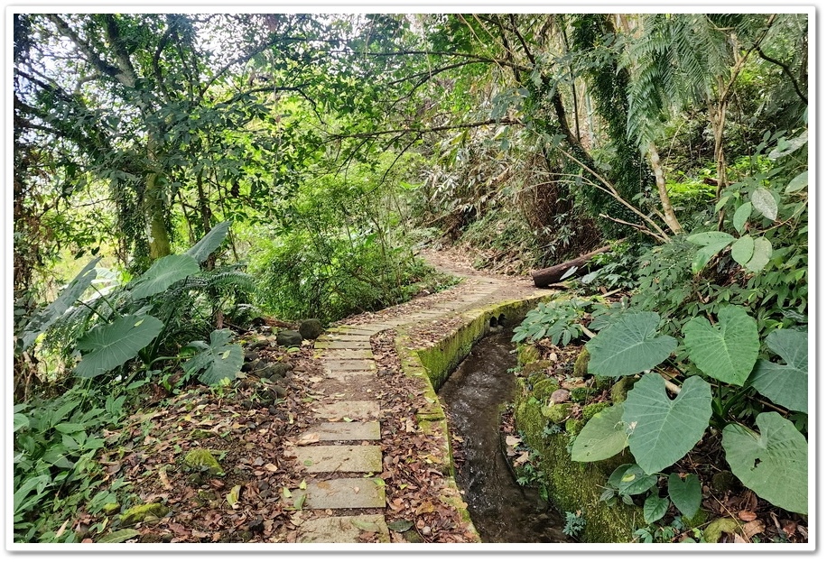 南投縣鹿谷鄉小半天【長源圳生態步道、孟宗竹林古戰場】竹林漫步